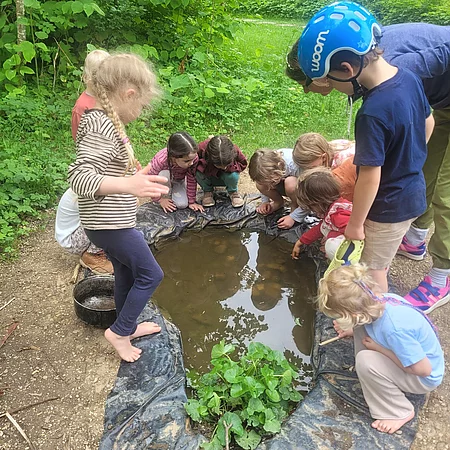 Molchbeobachtung am eigenen Teich