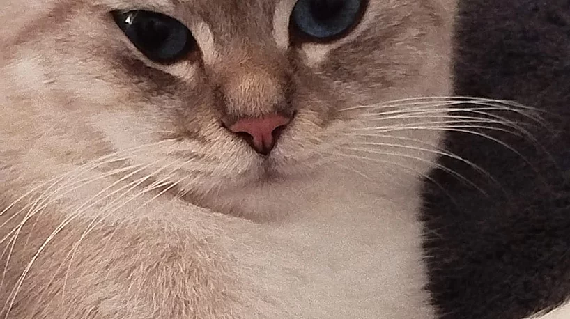 Fundkatze