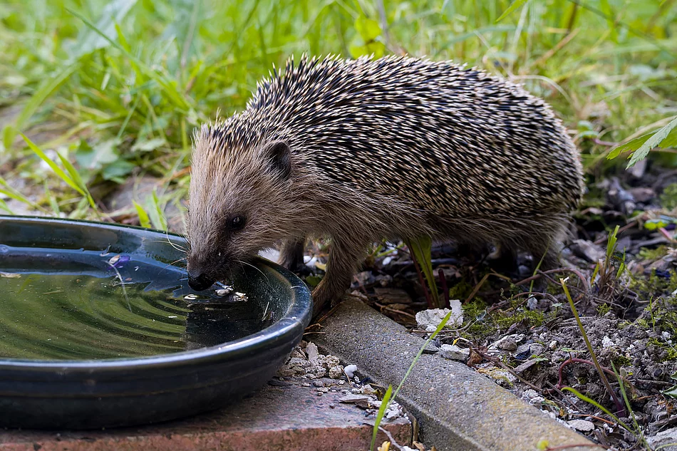 Igel an einer Wassertränke Igel an einer Wassertränke