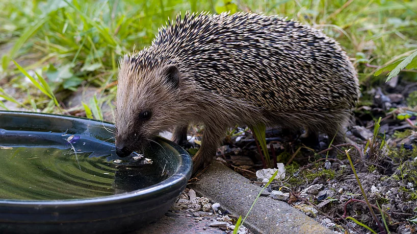 Igel an einer Wassertränke