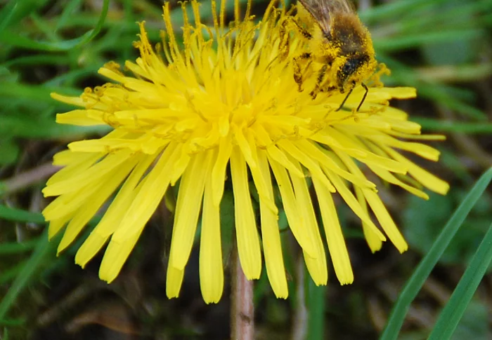Biene sitzt auf Löwenzahn