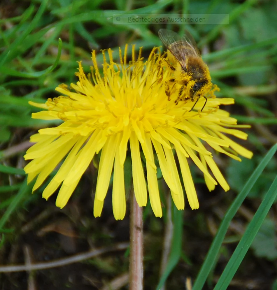 Biene sitzt auf Löwenzahn